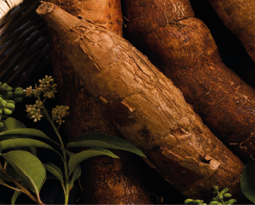 Amorphophallus Konjac Root Extract (Konjakwurzel)